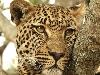 South Africa Tours 2019 - 2020 -  Leopard